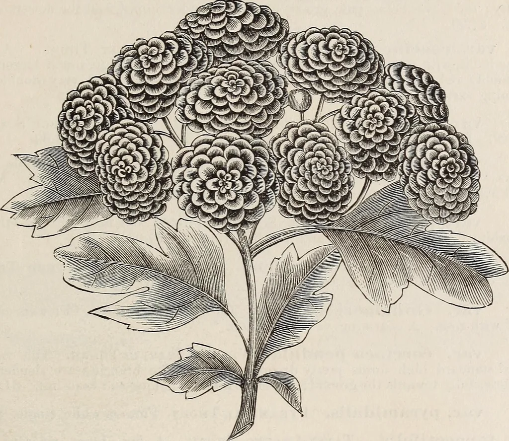 An illustration from Descriptive catalogue of ornamental trees, shrubs, roses, etc., : cultivated and for sale at the Mount Hope Nurseries, Rochester, N.Y, 1886, leaf 30