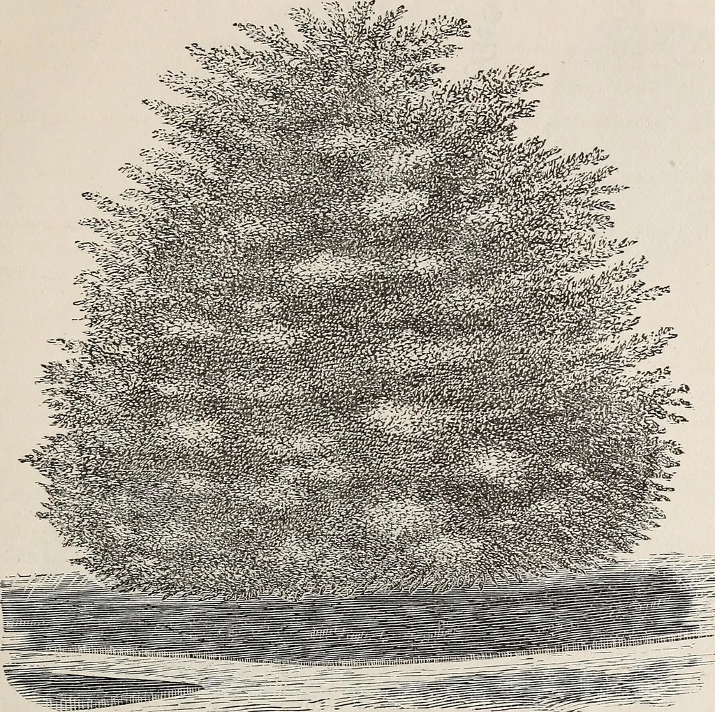 An illustration from Descriptive catalogue of ornamental trees, shrubs, roses, etc., : cultivated and for sale at the Mount Hope Nurseries, Rochester, N.Y, 1886, leaf 32
