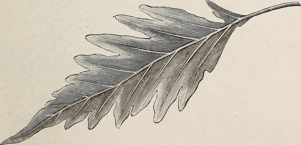 An illustration from Descriptive catalogue of ornamental trees, shrubs, roses, etc., : cultivated and for sale at the Mount Hope Nurseries, Rochester, N.Y, 1886, leaf 32