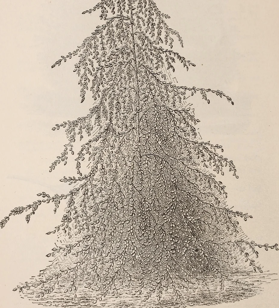 An illustration from Descriptive catalogue of ornamental trees, shrubs, roses, etc., : cultivated and for sale at the Mount Hope Nurseries, Rochester, N.Y, 1886, leaf 33