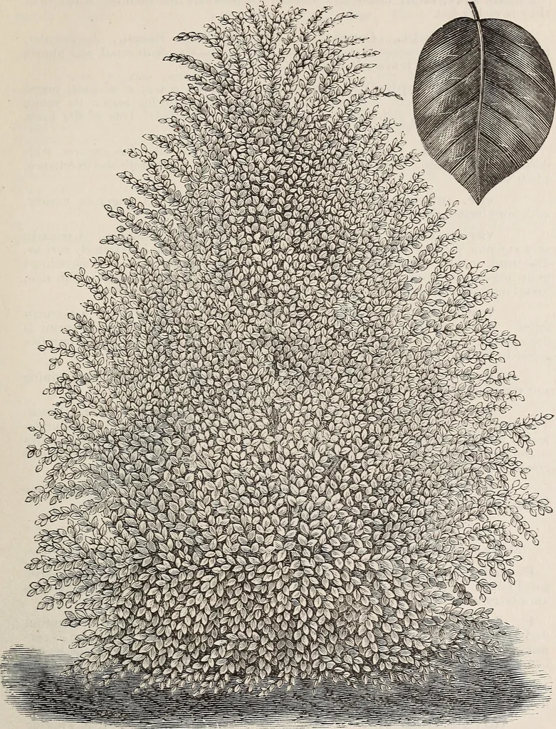 An illustration from Descriptive catalogue of ornamental trees, shrubs, roses, etc., : cultivated and for sale at the Mount Hope Nurseries, Rochester, N.Y, 1886, leaf 34