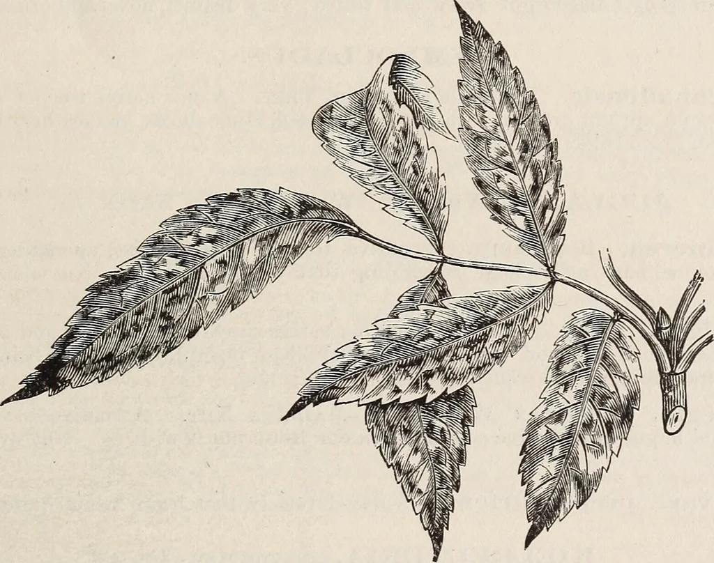 An illustration from Descriptive catalogue of ornamental trees, shrubs, roses, etc., : cultivated and for sale at the Mount Hope Nurseries, Rochester, N.Y, 1886, leaf 36