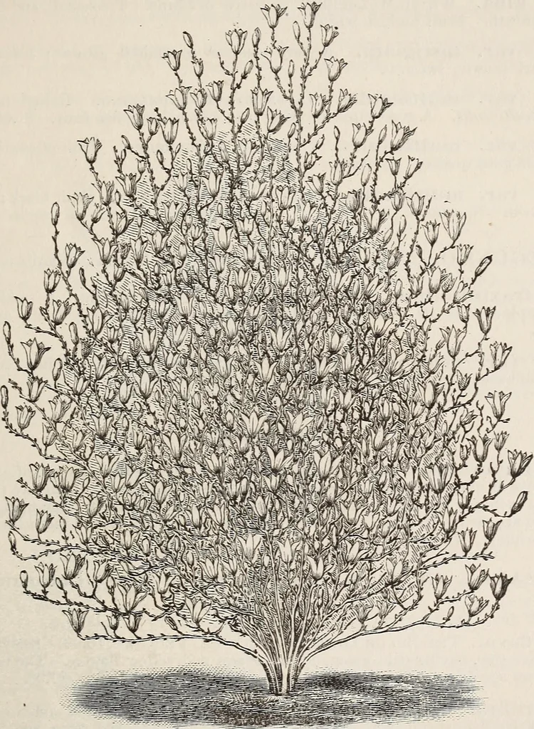 An illustration from Descriptive catalogue of ornamental trees, shrubs, roses, etc., : cultivated and for sale at the Mount Hope Nurseries, Rochester, N.Y, 1886, leaf 40