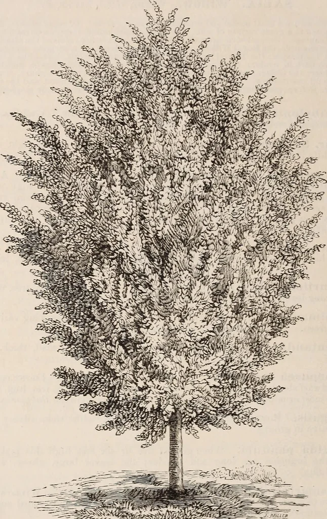 An illustration from Descriptive catalogue of ornamental trees, shrubs, roses, etc., : cultivated and for sale at the Mount Hope Nurseries, Rochester, N.Y, 1886, leaf 49