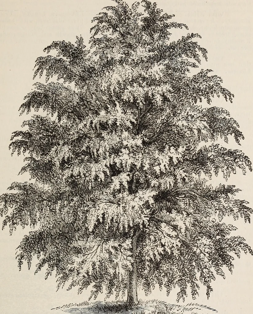 An illustration from Descriptive catalogue of ornamental trees, shrubs, roses, etc., : cultivated and for sale at the Mount Hope Nurseries, Rochester, N.Y, 1886, leaf 50