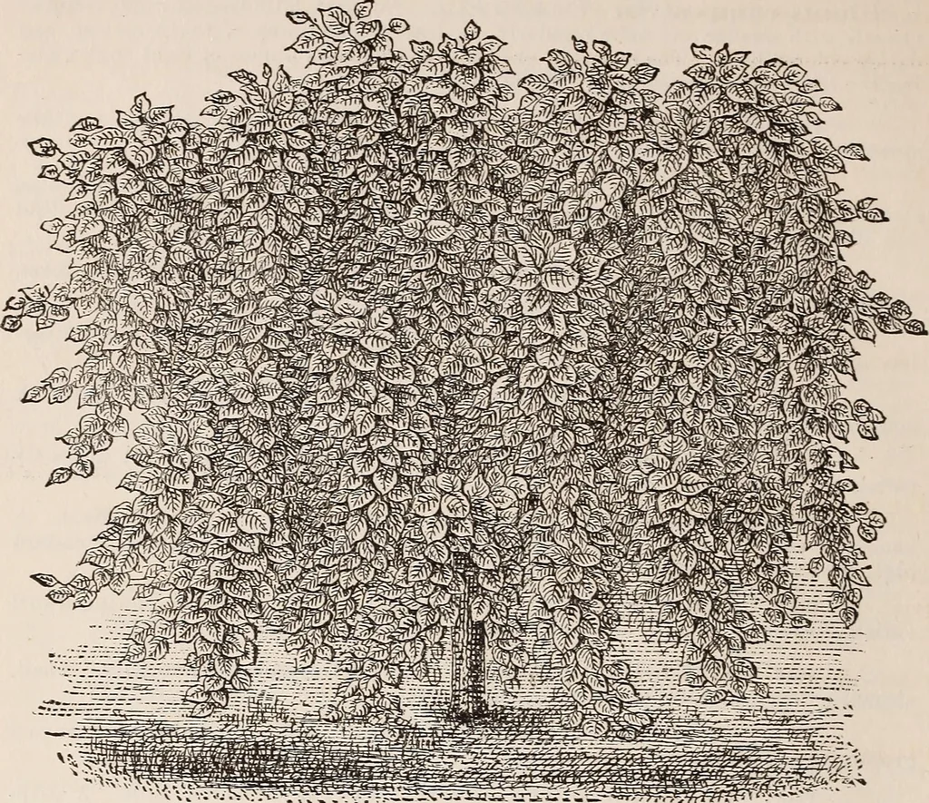 An illustration from Descriptive catalogue of ornamental trees, shrubs, roses, etc., : cultivated and for sale at the Mount Hope Nurseries, Rochester, N.Y, 1886, leaf 53