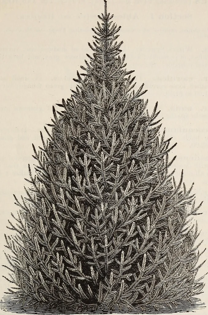 An illustration from Descriptive catalogue of ornamental trees, shrubs, roses, etc., : cultivated and for sale at the Mount Hope Nurseries, Rochester, N.Y, 1886, leaf 60