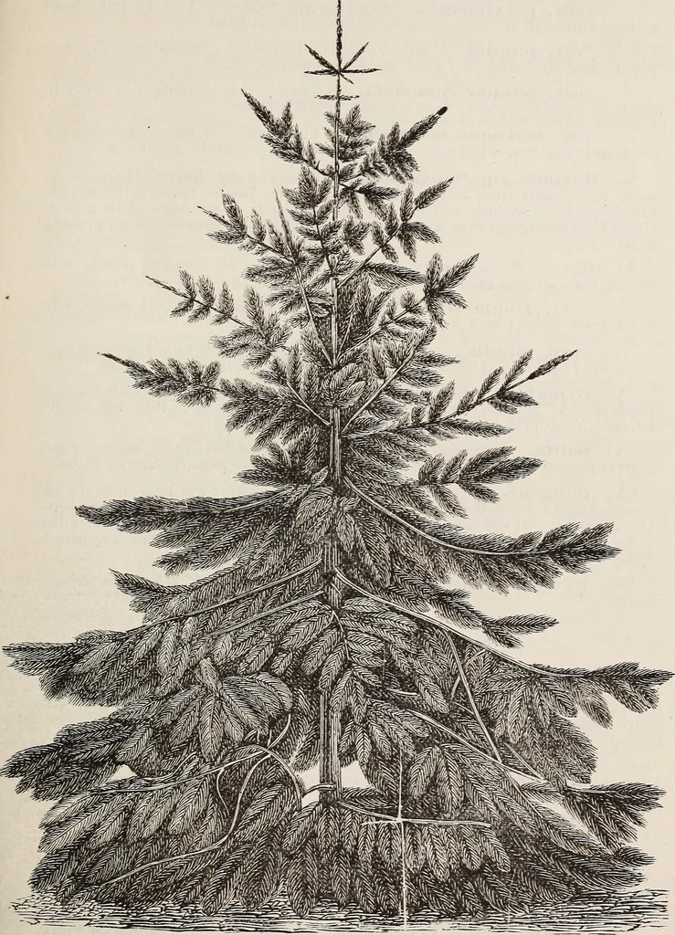 An illustration from Descriptive catalogue of ornamental trees, shrubs, roses, etc., : cultivated and for sale at the Mount Hope Nurseries, Rochester, N.Y, 1886, leaf 62