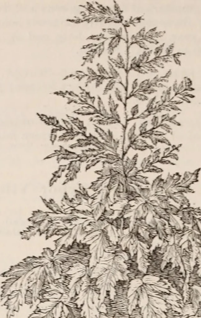 An illustration from Descriptive catalogue of ornamental trees, shrubs, roses, etc., : cultivated and for sale at the Mount Hope Nurseries, Rochester, N.Y, 1886, leaf 65