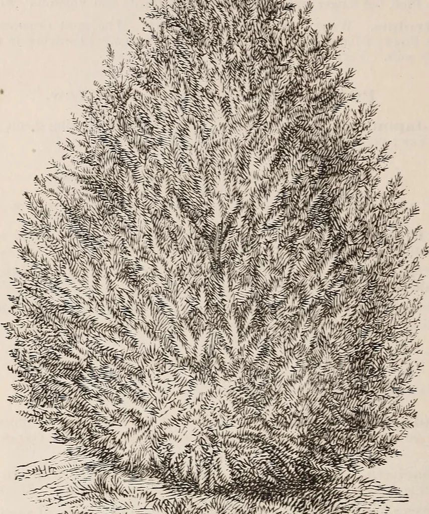 An illustration from Descriptive catalogue of ornamental trees, shrubs, roses, etc., : cultivated and for sale at the Mount Hope Nurseries, Rochester, N.Y, 1886, leaf 69