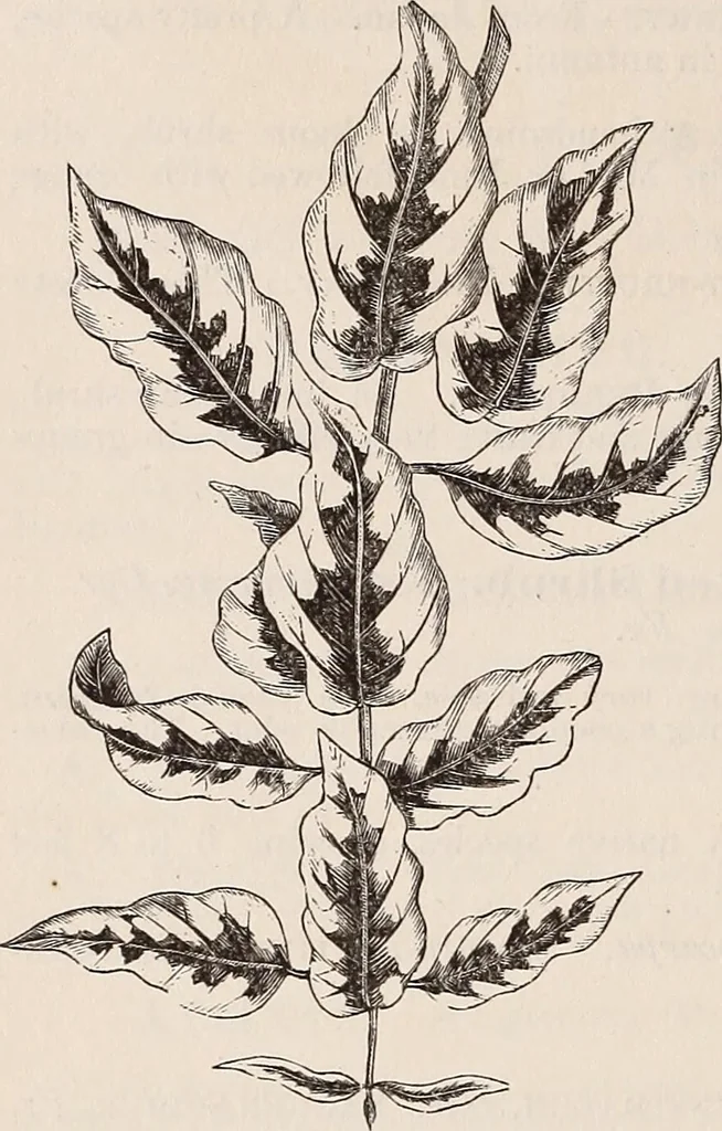 An illustration from Descriptive catalogue of ornamental trees, shrubs, roses, etc., : cultivated and for sale at the Mount Hope Nurseries, Rochester, N.Y, 1886, leaf 73