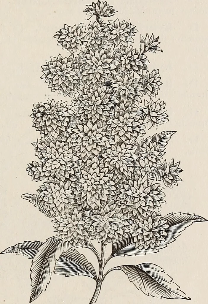 An illustration from Descriptive catalogue of ornamental trees, shrubs, roses, etc., : cultivated and for sale at the Mount Hope Nurseries, Rochester, N.Y, 1886, leaf 76