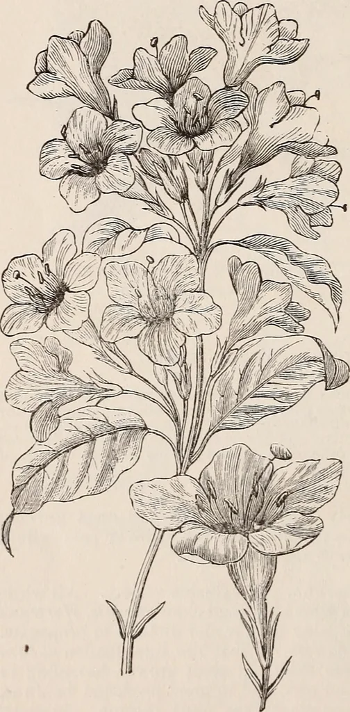An illustration from Descriptive catalogue of ornamental trees, shrubs, roses, etc., : cultivated and for sale at the Mount Hope Nurseries, Rochester, N.Y, 1886, leaf 77