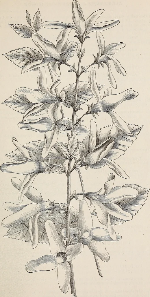 An illustration from Descriptive catalogue of ornamental trees, shrubs, roses, etc., : cultivated and for sale at the Mount Hope Nurseries, Rochester, N.Y, 1886, leaf 78