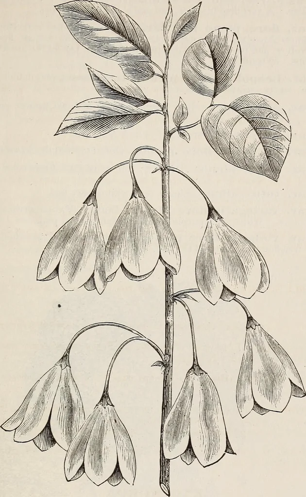 An illustration from Descriptive catalogue of ornamental trees, shrubs, roses, etc., : cultivated and for sale at the Mount Hope Nurseries, Rochester, N.Y, 1886, leaf 80
