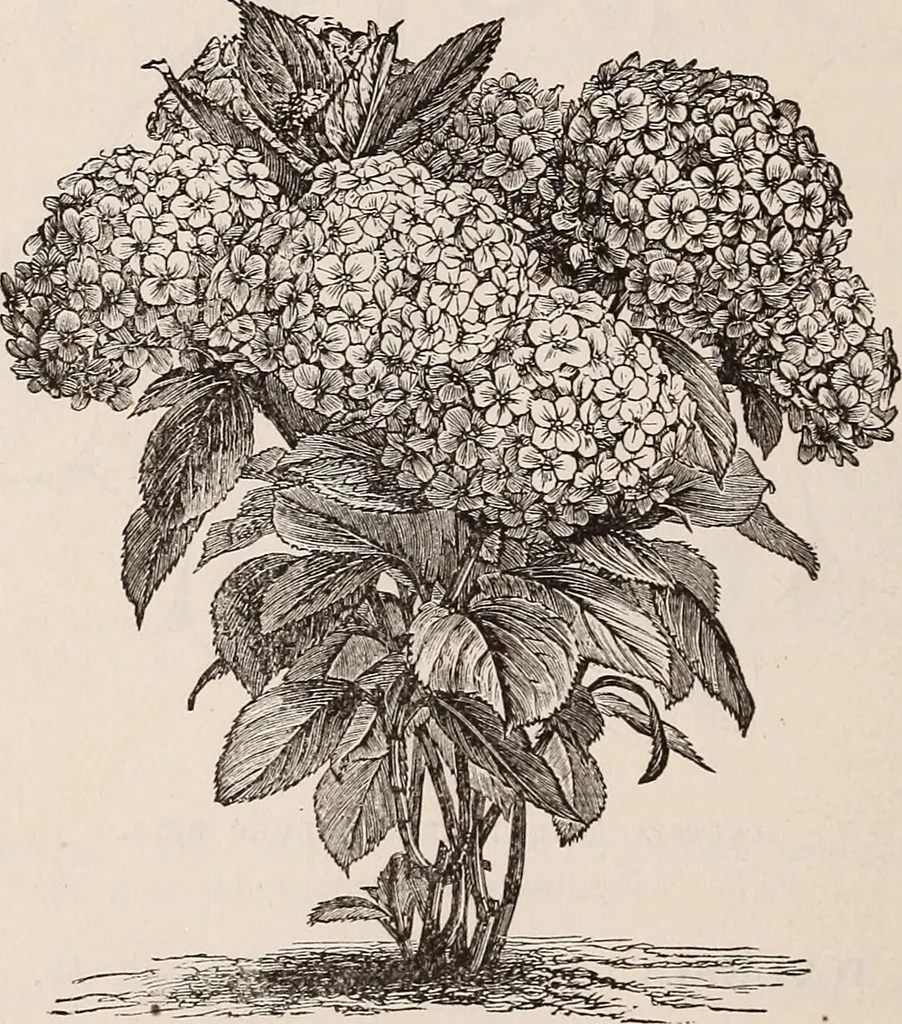 An illustration from Descriptive catalogue of ornamental trees, shrubs, roses, etc., : cultivated and for sale at the Mount Hope Nurseries, Rochester, N.Y, 1886, leaf 81