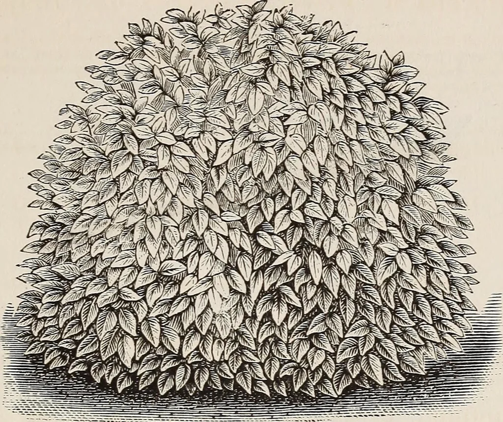 An illustration from Descriptive catalogue of ornamental trees, shrubs, roses, etc., : cultivated and for sale at the Mount Hope Nurseries, Rochester, N.Y, 1886, leaf 84