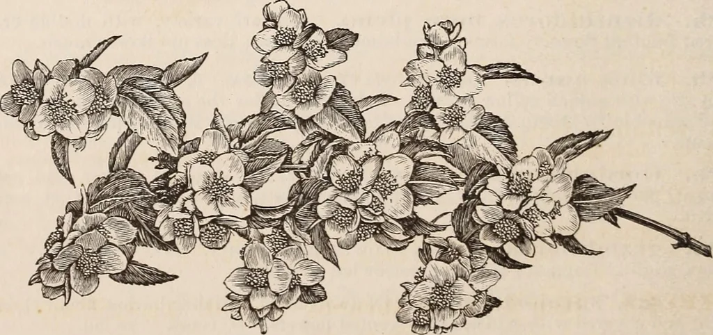 An illustration from Descriptive catalogue of ornamental trees, shrubs, roses, etc., : cultivated and for sale at the Mount Hope Nurseries, Rochester, N.Y, 1886, leaf 85