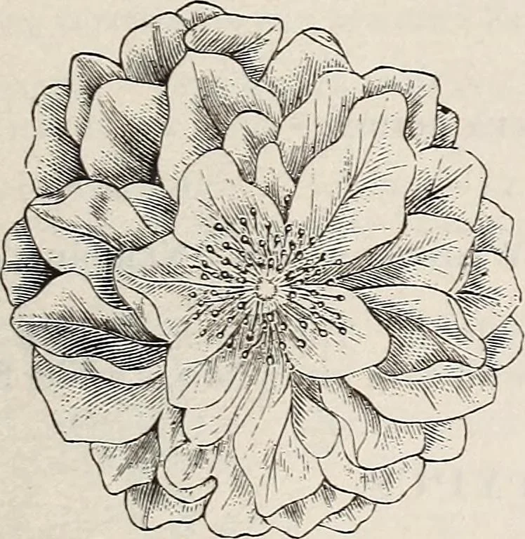 An illustration from Descriptive catalogue of ornamental trees, shrubs, roses, etc., : cultivated and for sale at the Mount Hope Nurseries, Rochester, N.Y, 1886, leaf 86