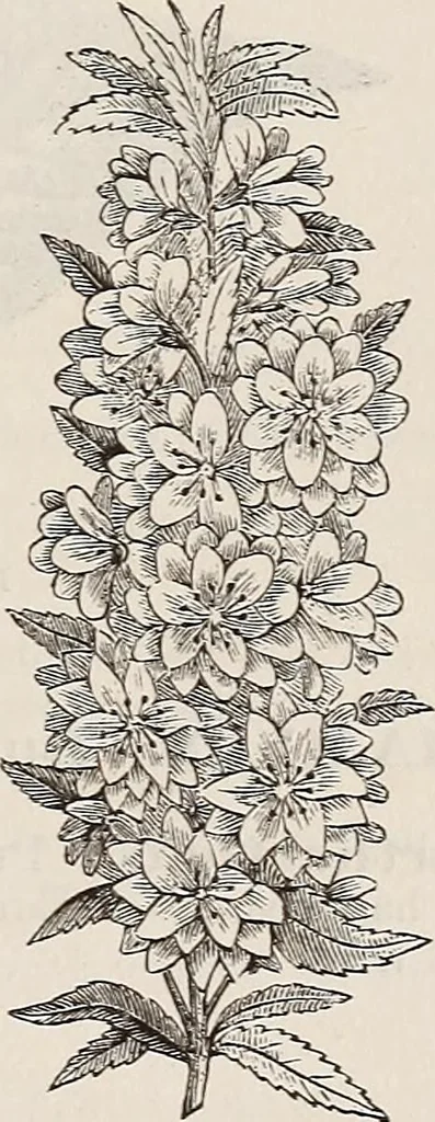 An illustration from Descriptive catalogue of ornamental trees, shrubs, roses, etc., : cultivated and for sale at the Mount Hope Nurseries, Rochester, N.Y, 1886, leaf 86