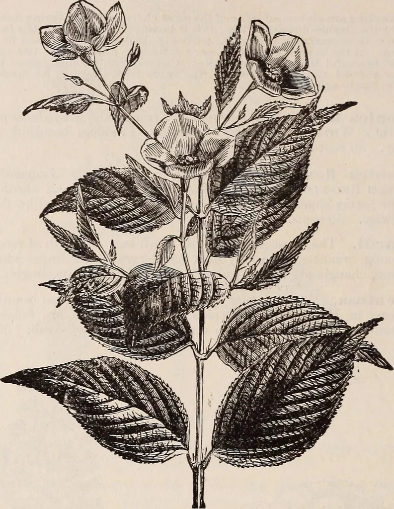 An illustration from Descriptive catalogue of ornamental trees, shrubs, roses, etc., : cultivated and for sale at the Mount Hope Nurseries, Rochester, N.Y, 1886, leaf 87