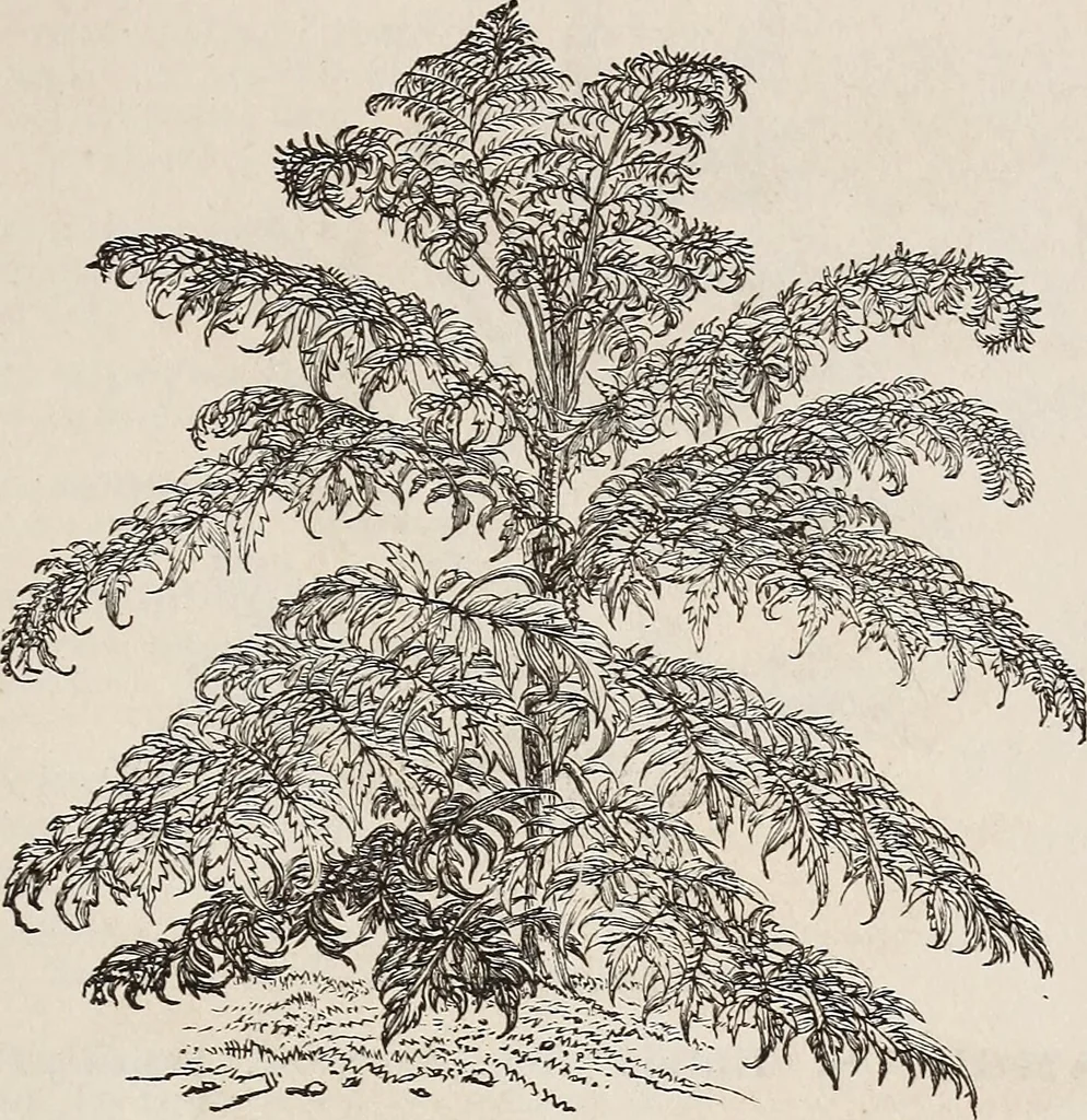 An illustration from Descriptive catalogue of ornamental trees, shrubs, roses, etc., : cultivated and for sale at the Mount Hope Nurseries, Rochester, N.Y, 1886, leaf 88