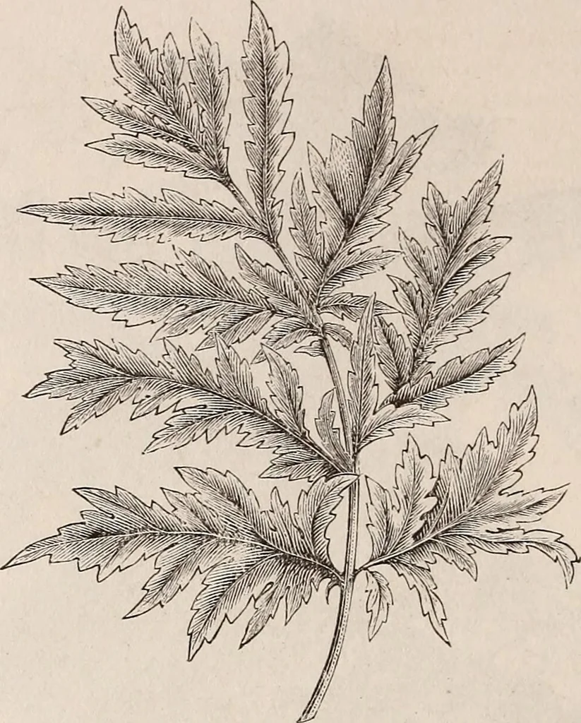 An illustration from Descriptive catalogue of ornamental trees, shrubs, roses, etc., : cultivated and for sale at the Mount Hope Nurseries, Rochester, N.Y, 1886, leaf 89