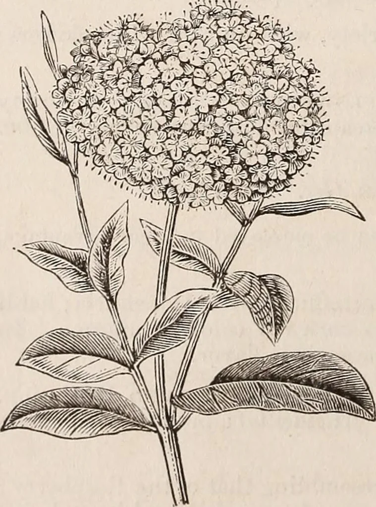 An illustration from Descriptive catalogue of ornamental trees, shrubs, roses, etc., : cultivated and for sale at the Mount Hope Nurseries, Rochester, N.Y, 1886, leaf 89