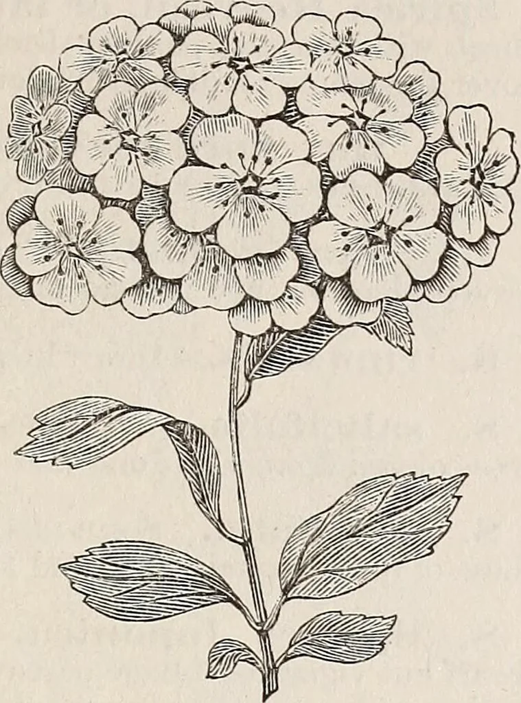 An illustration from Descriptive catalogue of ornamental trees, shrubs, roses, etc., : cultivated and for sale at the Mount Hope Nurseries, Rochester, N.Y, 1886, leaf 90