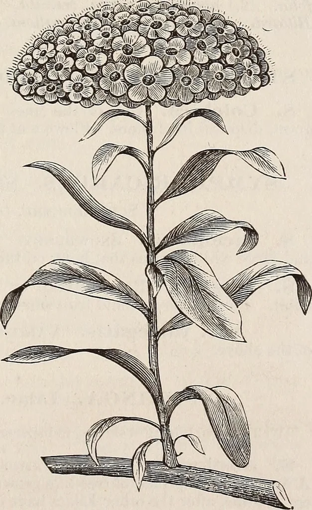 An illustration from Descriptive catalogue of ornamental trees, shrubs, roses, etc., : cultivated and for sale at the Mount Hope Nurseries, Rochester, N.Y, 1886, leaf 90