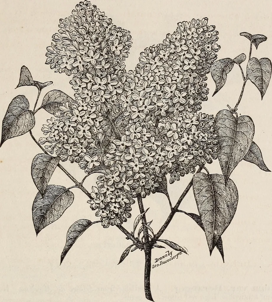 An illustration from Descriptive catalogue of ornamental trees, shrubs, roses, etc., : cultivated and for sale at the Mount Hope Nurseries, Rochester, N.Y, 1886, leaf 92