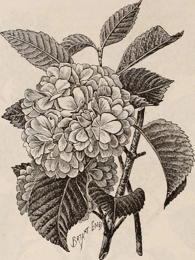 An illustration from Descriptive catalogue of ornamental trees, shrubs, roses, etc., : cultivated and for sale at the Mount Hope Nurseries, Rochester, N.Y, 1886, leaf 93