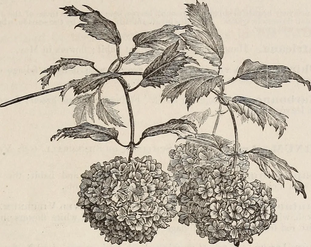 An illustration from Descriptive catalogue of ornamental trees, shrubs, roses, etc., : cultivated and for sale at the Mount Hope Nurseries, Rochester, N.Y, 1886, leaf 94