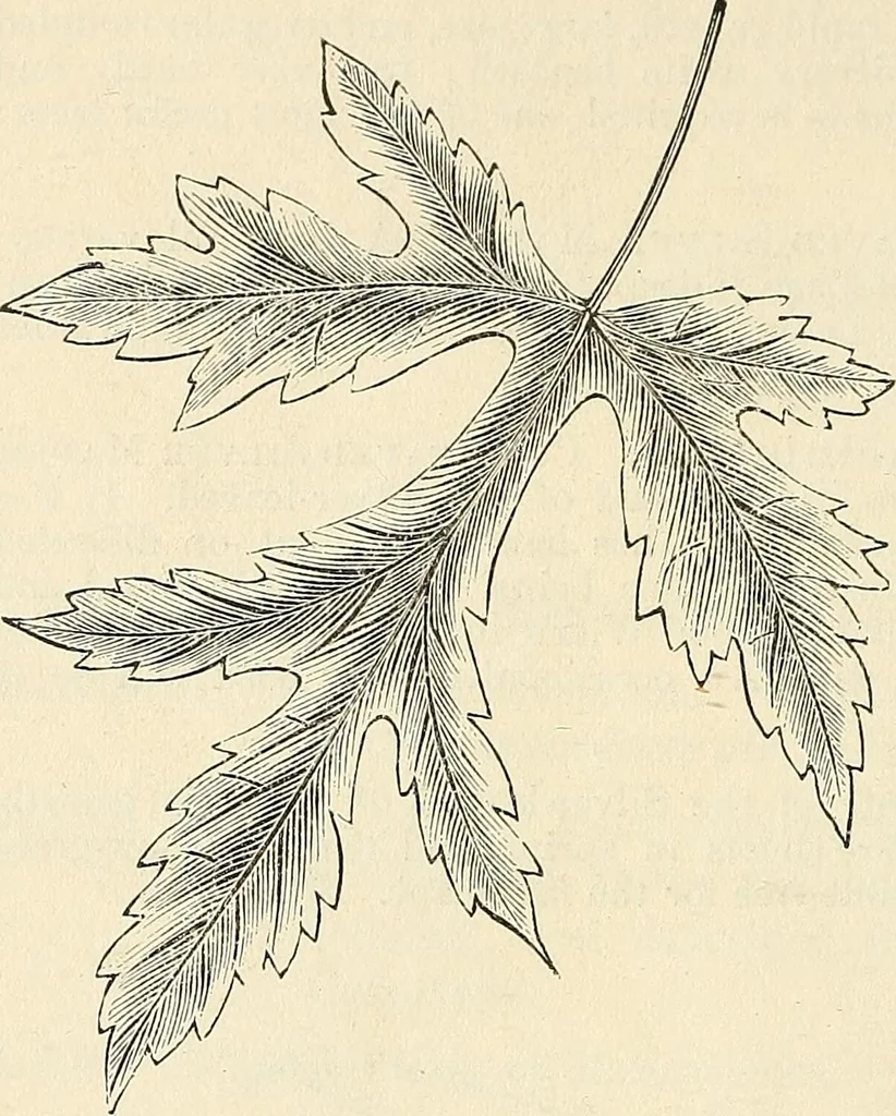 An illustration from Descriptive catalogue of hardy ornamental trees, shrubs, herbaceous perennial pants, etc. : twenty-seventh edition, 1888, leaf 12