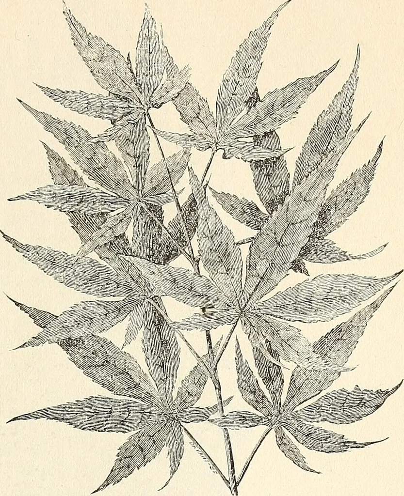 An illustration from Descriptive catalogue of hardy ornamental trees, shrubs, herbaceous perennial pants, etc. : twenty-seventh edition, 1888, leaf 13