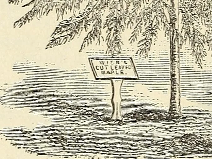 An illustration from Descriptive catalogue of hardy ornamental trees, shrubs, herbaceous perennial pants, etc. : twenty-seventh edition, 1888, leaf 14