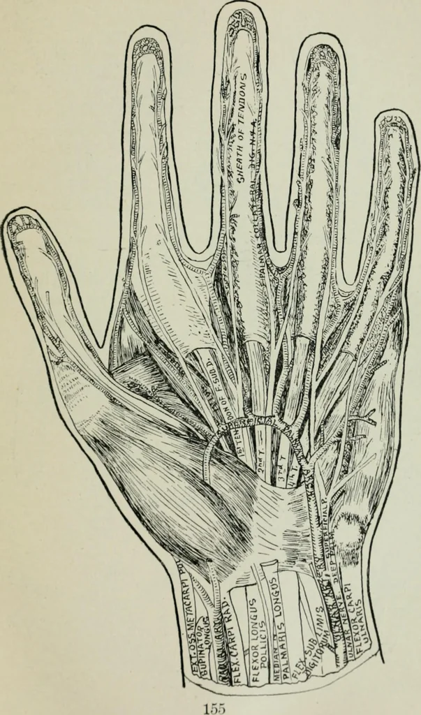 An illustration from Descriptive mentality from the head, face and hand, 1899, leaf 159