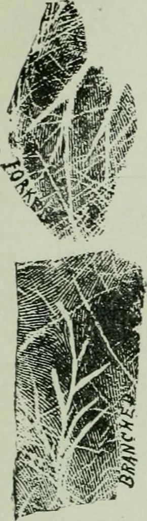 An illustration from Descriptive mentality from the head, face and hand, 1899, leaf 164