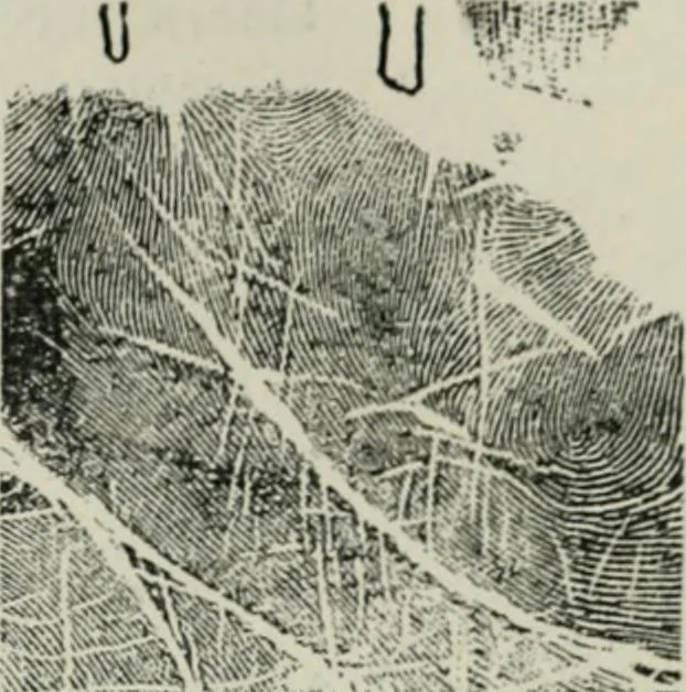 An illustration from Descriptive mentality from the head, face and hand, 1899, leaf 209
