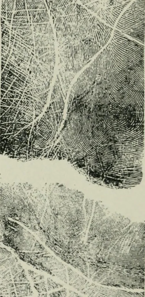 An illustration from Descriptive mentality from the head, face and hand, 1899, leaf 209