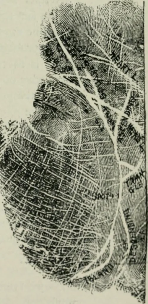An illustration from Descriptive mentality from the head, face and hand, 1899, leaf 221