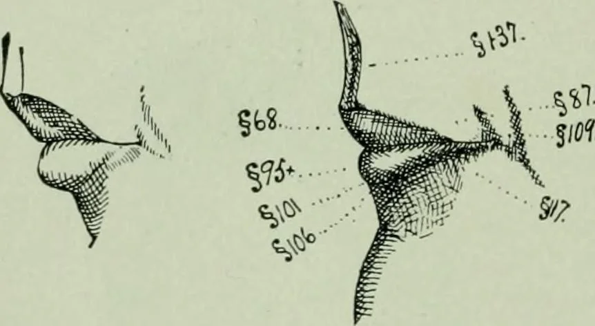 An illustration from Descriptive mentality from the head, face and hand, 1899, leaf 48