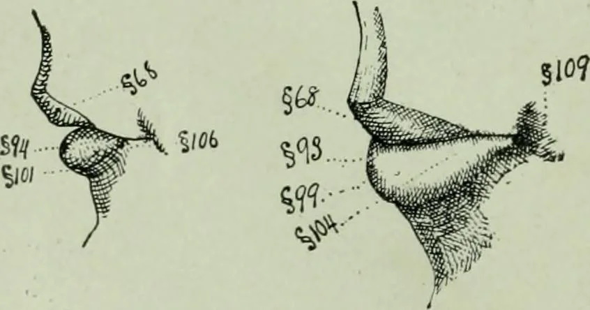 An illustration from Descriptive mentality from the head, face and hand, 1899, leaf 48