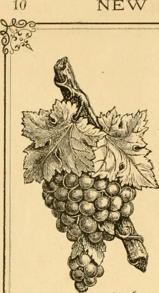 An illustration from Descriptive price list of patented artificial wood ornaments, for furniture manufacturers, architects, builders, interior decorators, stair builders, car builders, organ manufacturers, steamboat builders, etc. etc., 1871, leaf 13