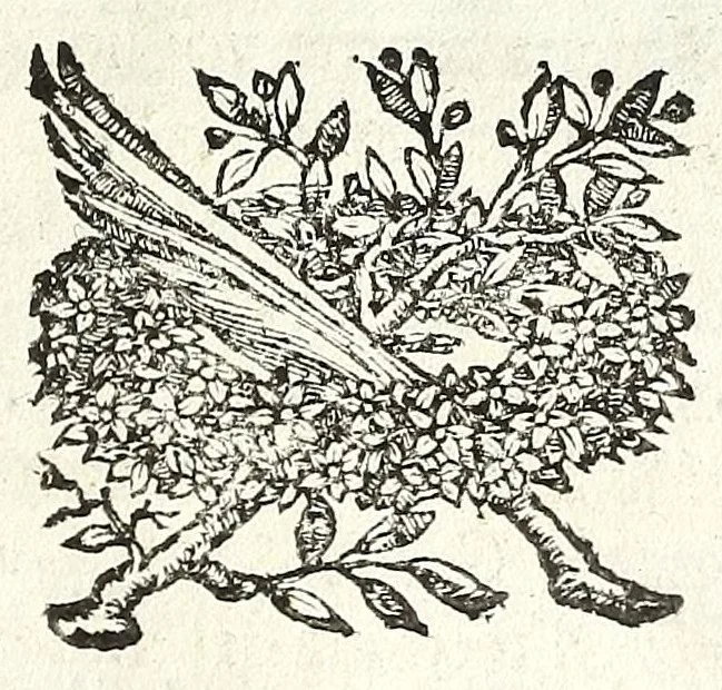 An illustration from Descrizione di Roma moderna : formata nuouamente con le autorità del cardinal Baronio, Alfonso Ciaconio, d'Antonio Bosio, Ottavio Panciroli, e d'altri celebri autori accennati nella lettera al lettore : nella quale si discorre delle sagre basiliche, chiefe, collegij, confraternite, librerie, monasterij, opsedali, fontane, giardini, palazzi, pitture, sculture, e statue più famose, che sono dentro, e fuori della città : come ancora dell'opere pie, indulgenze, e reliquie de' santi custodite nelle dette chiese, e de' sommi pontefici, e cardinali fondatori o restauratori delle medesime : distinta in quattordici rioni, abbellita con figure nuoue di rame, & accresciuta di molte notizie istoriche, 1697, leaf 185