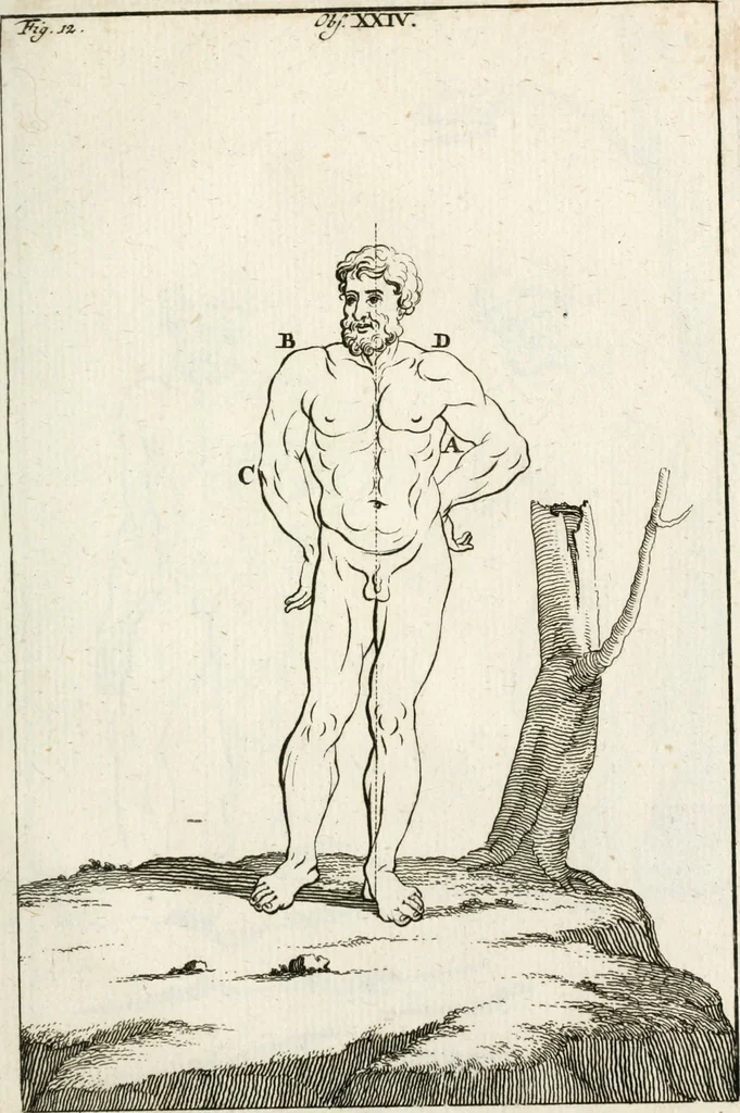 An illustration from Des Herrn Leonhard von Vinci, ersten Mahlers in Florenz, Praktisches Werk von der Mahlerey : worinnen diese vortrefliche Kunst hauptsächlich nach geometrisch- optisch- und mechanischen Grunden gelehret : wie auch nach anatomischen Regeln die verschiedenen Stellungen, Bewegungen und Berrichtungen der Glieder des menschlichen Körpors, deutlich vorgestellet wird, 1786, leaf 238
