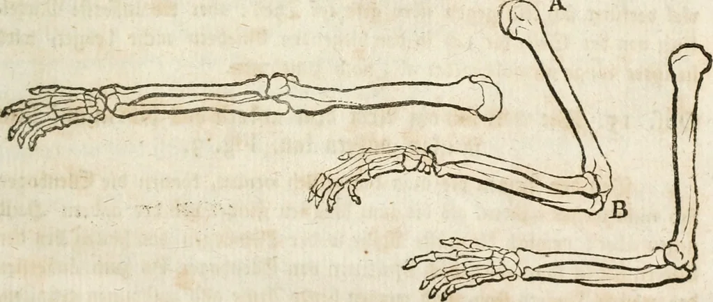 An illustration from Des Herrn Leonhard von Vinci, ersten Mahlers in Florenz, Praktisches Werk von der Mahlerey : worinnen diese vortrefliche Kunst hauptsächlich nach geometrisch- optisch- und mechanischen Grunden gelehret : wie auch nach anatomischen Regeln die verschiedenen Stellungen, Bewegungen und Berrichtungen der Glieder des menschlichen Körpors, deutlich vorgestellet wird, 1786, leaf 40