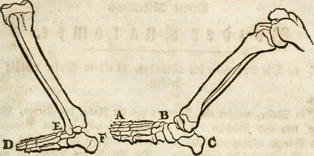 An illustration from Des Herrn Leonhard von Vinci, ersten Mahlers in Florenz, Praktisches Werk von der Mahlerey : worinnen diese vortrefliche Kunst hauptsächlich nach geometrisch- optisch- und mechanischen Grunden gelehret : wie auch nach anatomischen Regeln die verschiedenen Stellungen, Bewegungen und Berrichtungen der Glieder des menschlichen Körpors, deutlich vorgestellet wird, 1786, leaf 42