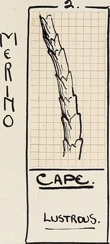 An illustration from Design book, 1912, leaf 15