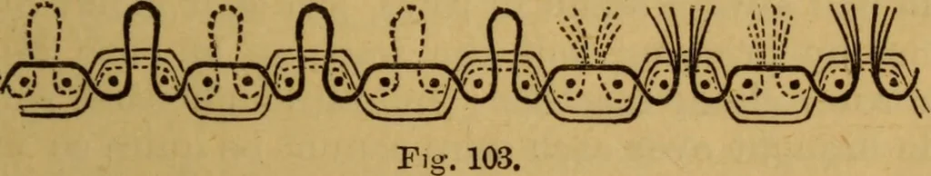 An illustration from Design in textile fabrics, 1883, leaf 246